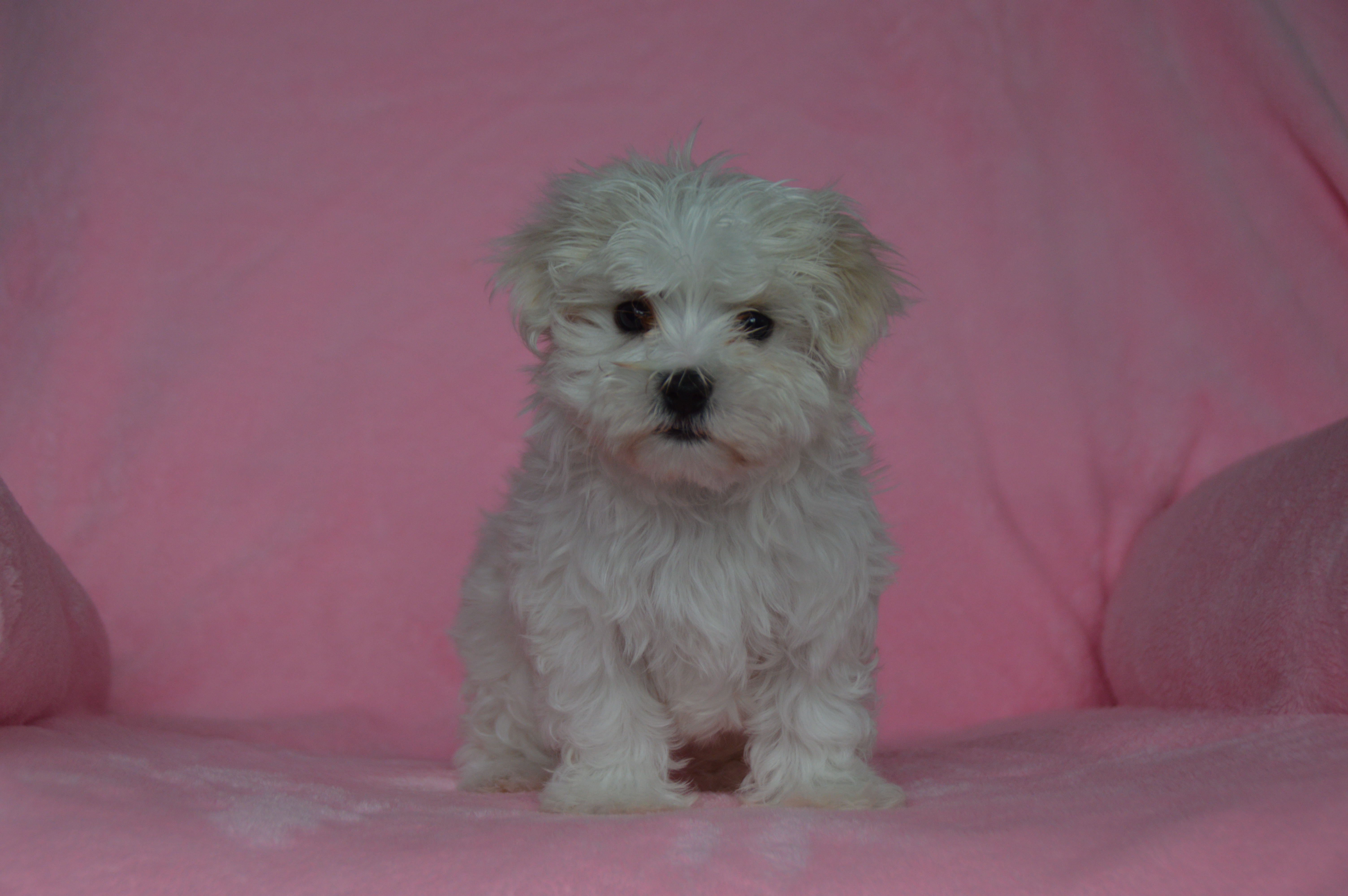 puppy, for, sale, Maltese,   Sunny Meadow Puppies, dog, breeder, Mill Hall, PA, dog-breeder, puppy-for-sale, forsale, nearby, find, puppyfind, locator, puppylocator, aca